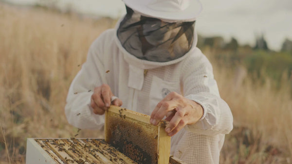 Echter, zertifizierter Manuka ist der Nektar der Manuka-Pflanze. In hoher Konzentration besitzt dieser eine medizinische antibakterielle Wirkung.